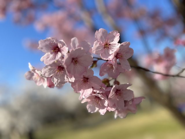 春の陽気に誘われて