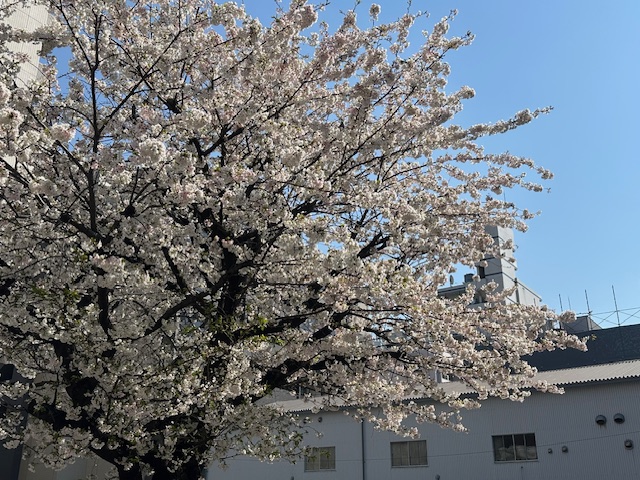 さくら