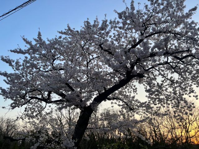 あたたかくなってきましたね